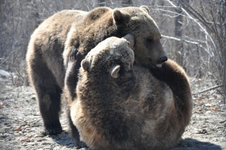 Seit 2005 gibt es das Bärenasyl in den rumänischen Karpaten. (Foto: Katrin Langhans) Seit 2005 gibt es das Bärenasyl in den rumänischen Karpaten. (Foto: Katrin Langhans)