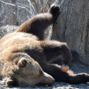 Jeden Tag werfen Pfleger kiloweise Orangen, Bananen oder Schinken über den Zaun. (Foto: Katrin Langhans) Jeden Tag werfen Pfleger kiloweise Orangen, Bananen oder Schinken über den Zaun. (Foto: Katrin Langhans)