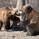 Die Bären haben auch im Reservat ihr eigenes Territorium. Die Kämpfe verlaufen aber spielerisch. (Foto: Katrin Langhans) Die Bären haben auch im Reservat ihr eigenes Territorium. Die Kämpfe verlaufen aber spielerisch. (Foto: Katrin Langhans)