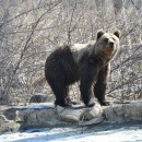 Die 63 Bären leben im Bärenaltersheim auf 70 Hektar Land. (Foto: Katrin Langhans) Die 63 Bären leben im Bärenaltersheim auf 70 Hektar Land. (Foto: Katrin Langhans)