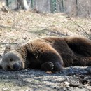 In „Libearty“ entscheiden die Bären selbst, ob sie sich in eine Höhle verkriechen oder in der Sonne faulenzen. (Foto: Katrin Langhans) In „Libearty“ entscheiden die Bären selbst, ob sie sich in eine Höhle verkriechen oder in der Sonne faulenzen. (Foto: Katrin Langhans)