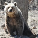 Die Bären können im Reservat bis zu 40 Jahre alt werden. In der Wildnis leben sie nur etwa 25 Jahre. (Foto: Katrin Langhans) Die Bären können im Reservat bis zu 40 Jahre alt werden. In der Wildnis leben sie nur etwa 25 Jahre. (Foto: Katrin Langhans)