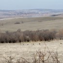 Natur pur: Bei der Querfeldein-Tour scheucht Jung mit seinem Pickup ein Rudel Rehe auf. 