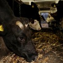 In Reih und Glied: Roth hat 17 Milchkühe im Stall stehen. Die Viehhaltung hat eine lange Tradition in Siebenbürgen. 