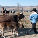 Ein junger Zigeuner führt Rinder und Kälbchen. (Foto: Uli Reinhardt) Ein junger Zigeuner führt Rinder und Kälbchen. (Foto: Uli Reinhardt)