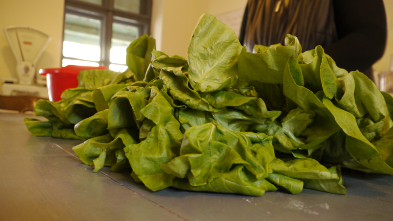Mehrere Salatköpfe werden gewaschen, geschnitten und in einen Topf mit kochendem Wasser gegeben. Mehrere Salatköpfe werden gewaschen, geschnitten und in einen Topf mit kochendem Wasser gegeben.